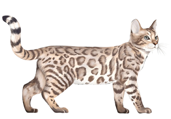 Snow Mink or Sepia (can also be Silver)